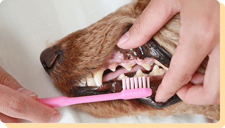 歯科指導について